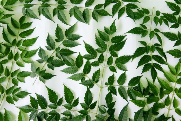 neem leaves image for background 1000 free download vector image png psd files pngmagic