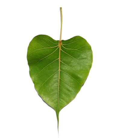 Peepal Leaf png Picture: 1000+ Free Download Vector, Image, PNG, PSD Files