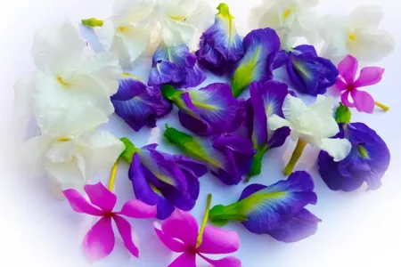 Beautiful Flowers Wallpaper - Free Flower Download