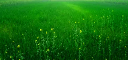 Download Free Green Farm Pictures - Free Green Download