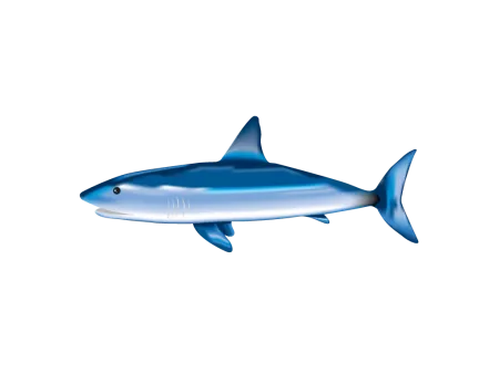 Shark Yellow Leaf PNG Vector PSD Clipart With Transparent Background Photo For Free Download