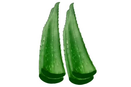 Aloe Vera - Aloe Vera