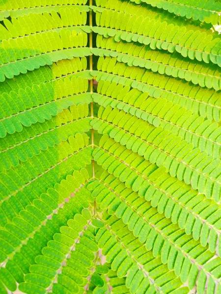 amla leaves images