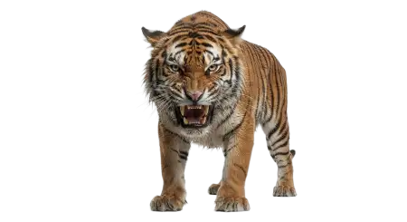 Angry Tiger Png Transparent - Free Tiger Png Download