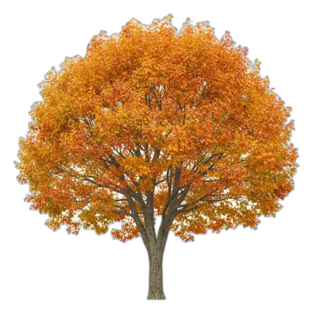 Free Artistic Tree Png PNG Image Download