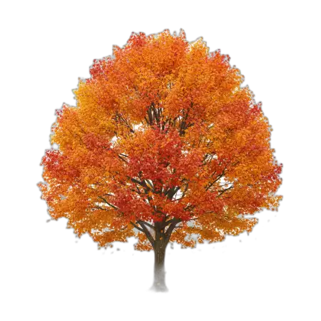 Free Autumn Tree Png Transparent PNG Image Download