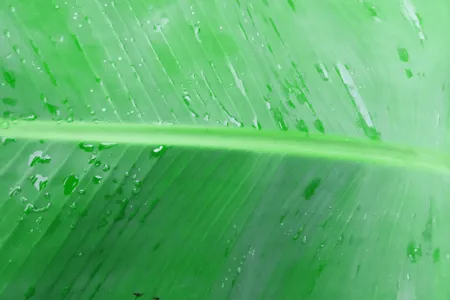 Banana Leaf Wallpaper - Free Wall Download