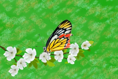 Beautiful Butterfly Images Hd - Free Beautiful Butterfly Images Hd Download