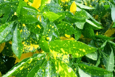 Beautiful Croton Wallpaper - Free Wall Download
