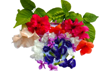 Beautiful Flowers Wallpaper - Free Flower Download