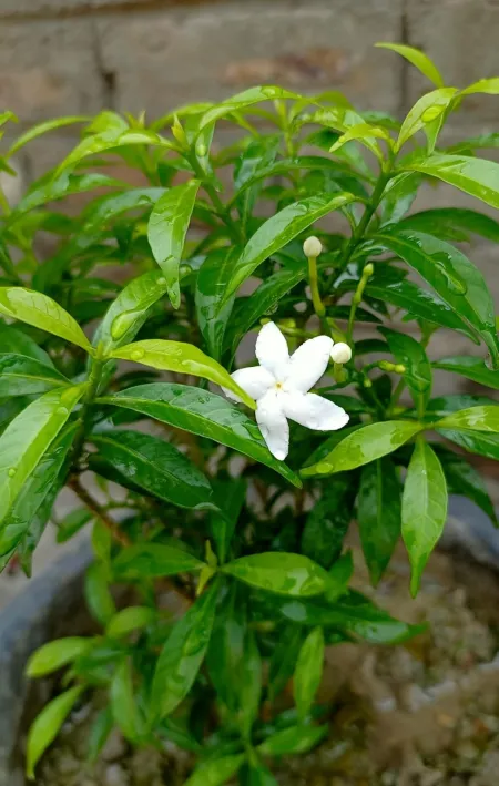 Beautiful Green Plant Pictures - Free Related Green Image