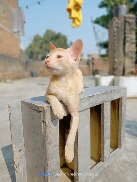 beautifull brown cat with cat house on the roof