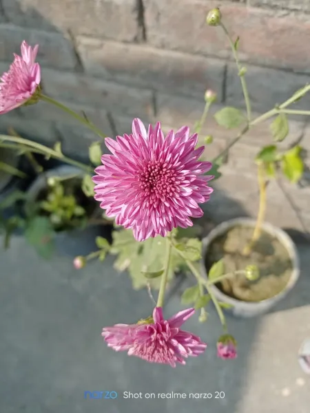 Beautiful Pink Flower With Plant - Free Pink Download