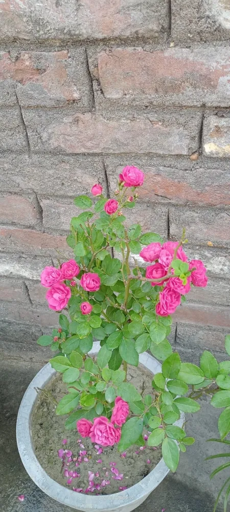 Beautifull Rose Flower In Gamala - Free Flower Download