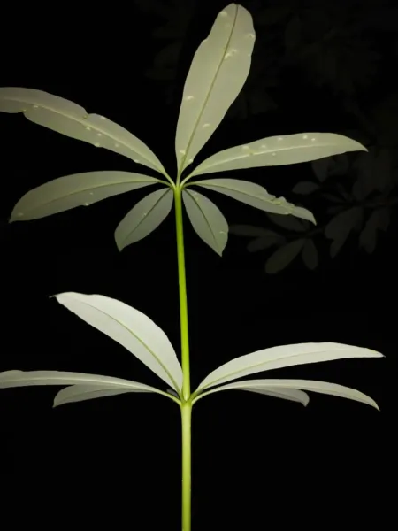 Beautifull Small Plant Picture - Free Related Plant Image