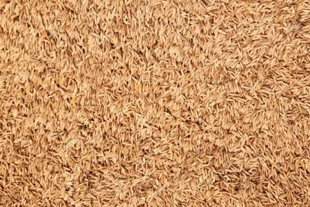 Bhagalpur Katarni Rice - Free Rice Download