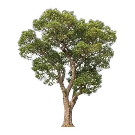 Free Big Forest Tree Png PNG Image Download