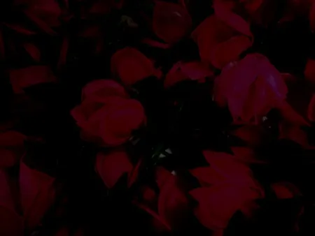 Black Background With Rose - Free Background Download
