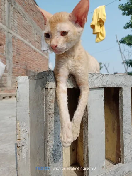 brown cat on the roof 