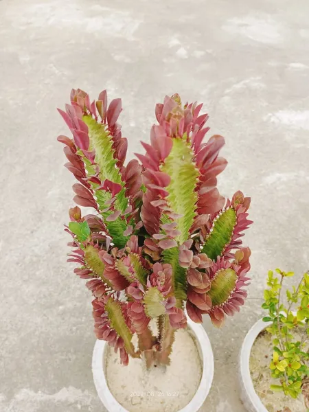 Cactus Plant Pink Flowers Photo - Free Pink Download