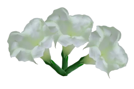 Datura Flower Images - Free Flower Download