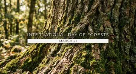 Download International Day Of Forests Images Free - Free International Day Of Forests Download