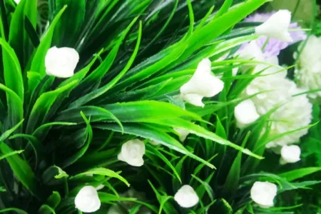 Flower Images Wallpapers - Free Flower Images Wallpapers Download