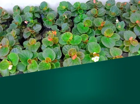Flower Plants Nursery Picture - Free Related Plant Image