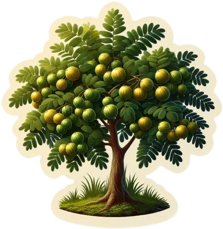 free download amla tree png for graphic design projects