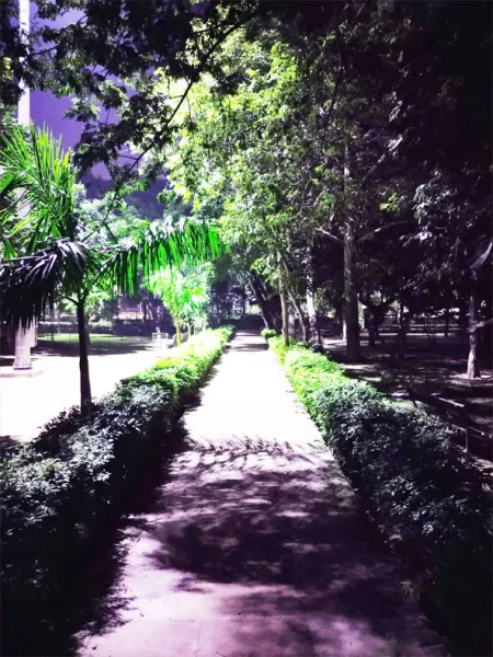 Garden Wallpaper Night Vision - Free Related Garden Image