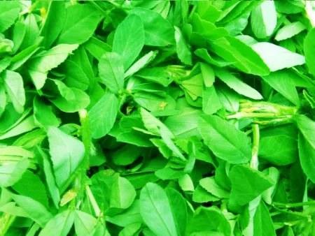 Green Methi, Methi Leaves, Methi Ka Saag, Fenugreek Greens - Free Green Download