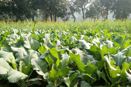 Growing Cauliflower In Summer - Free Flower Download
