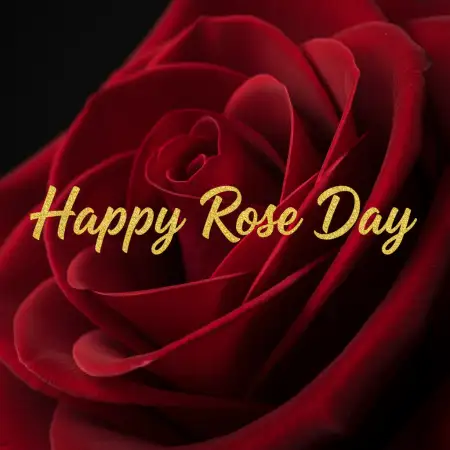 Happy Rose Day Wishes In Hindi - Free Happy Rose Day Wishes Download