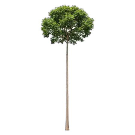 Free Hd Tree Png 300 Dpi PNG Image Download