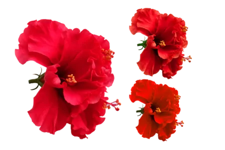 Hibiscus Flower - Free Flower Download