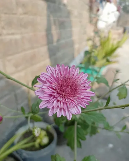 Light Pink Flower Background