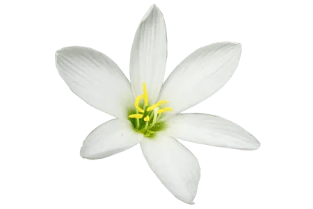 Lily Flower - Free Flower Download