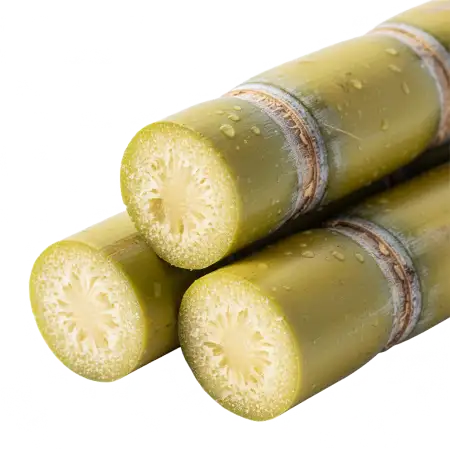 Free Makar Sankranti Sugarcane Png PNG Image Download