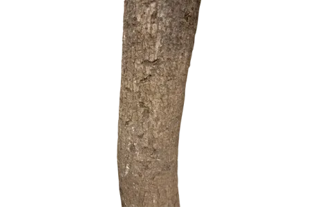 mango tree root 