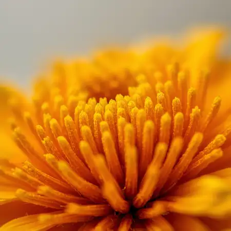 Marigold Flower Garland For Indian Festival - Free Flower Download
