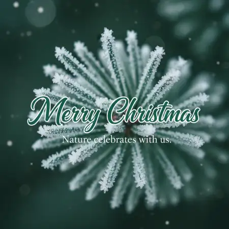 Free Merry Christmas Wishes For Facebook And Instagram Background Download