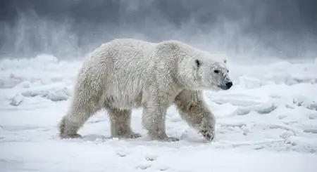 Mobile Nature Wallpaper Hd Download - Free Nature Hd Wallpaper Download