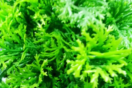 Nature Background Best Wallpaper Hd Green Background - Free Nature Background Download