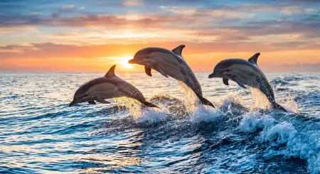 Ocean Nature Hd Wallpaper - Free Nature Hd Wallpaper Download