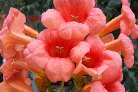 Orange Trumpet Vine Flower - Free Flower Download