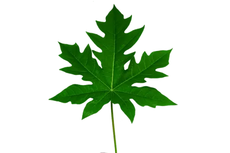 Papaya Leaf - Free Papaya Leaf Download