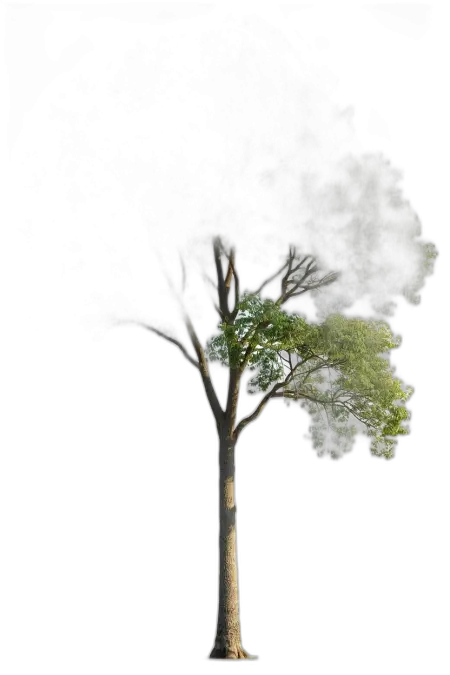 Free Park Tree Png Transparent PNG Image Download