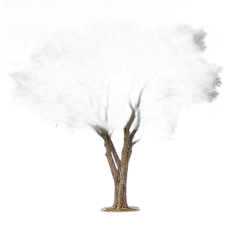 Free Peepal Tree Png Transparent PNG Image Download