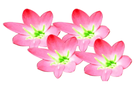 Pink Color Beautiful Transparent Flowers - Free Pink Download