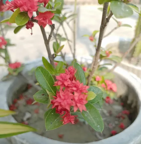 Pink Flowers With Plant Wllpaper - Free Pink Download